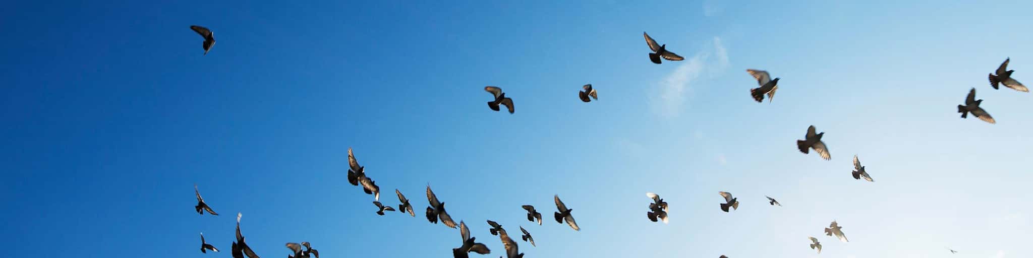 Ein Schwarm Vögel fliegt vor einem blauen Himmel vorbei.